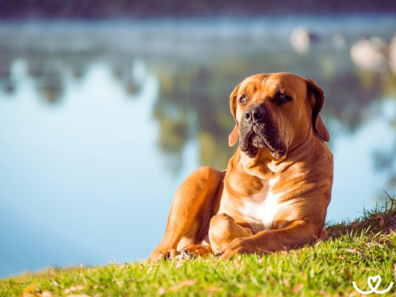 Plemeno-boerboel-bursky-buldok (5)